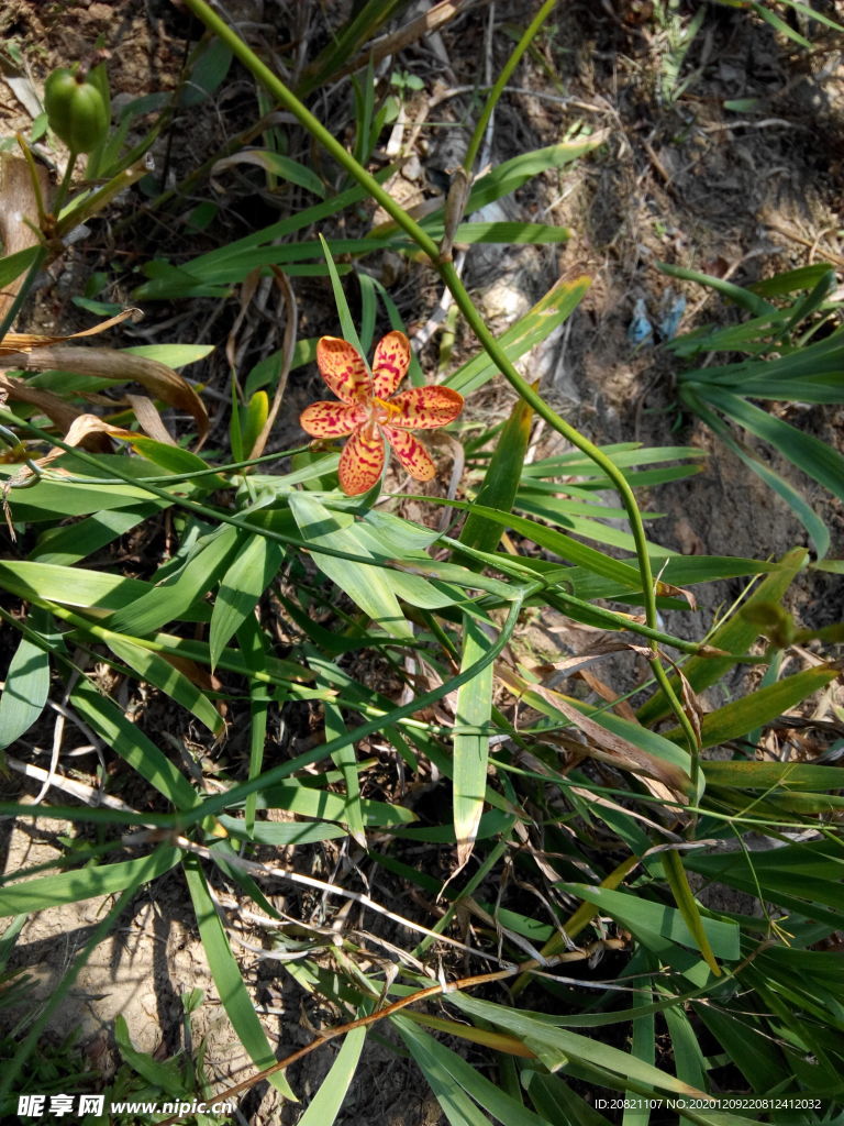 花卉