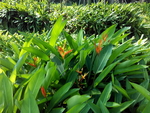 花卉