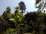 花卉