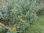 花卉