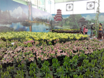 花卉