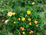 花卉
