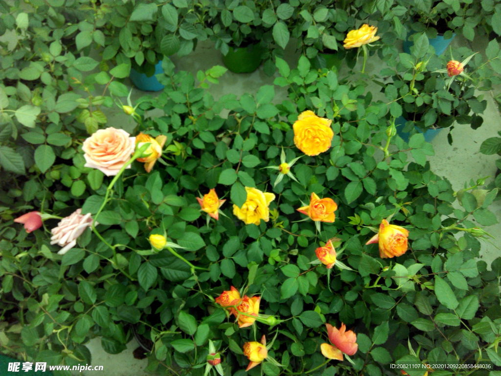 花卉