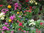 花卉