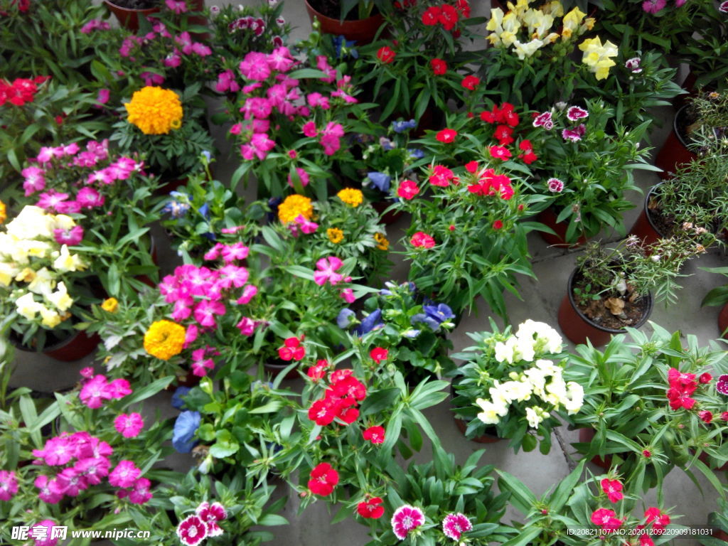 花卉