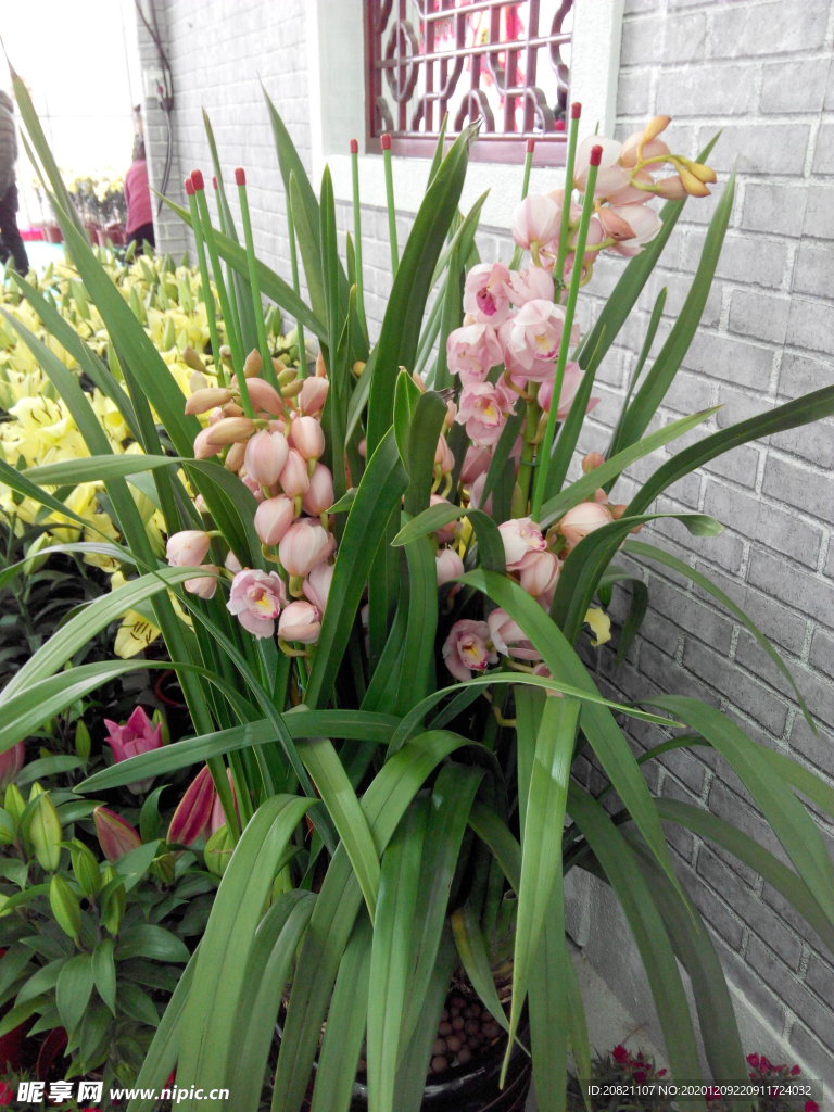 花卉