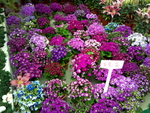 花卉
