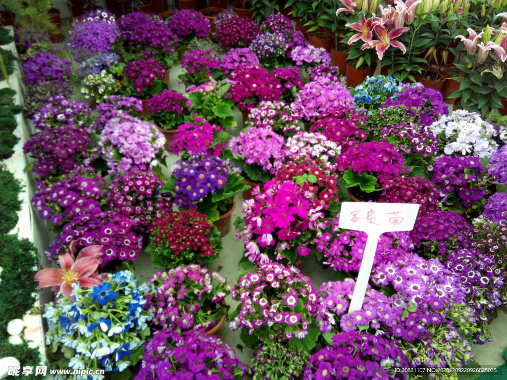 花卉