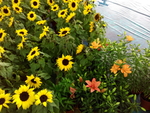 花卉