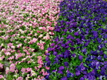 花卉