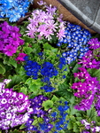 花卉
