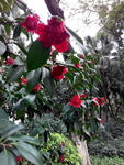 花卉
