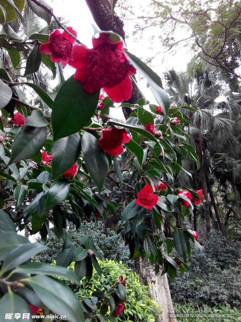 花卉
