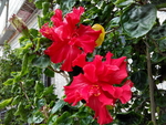花卉