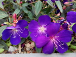 花卉