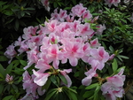 花卉