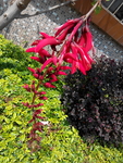 花卉
