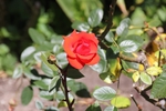 玫瑰花