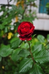 玫瑰花