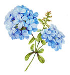 绣球花