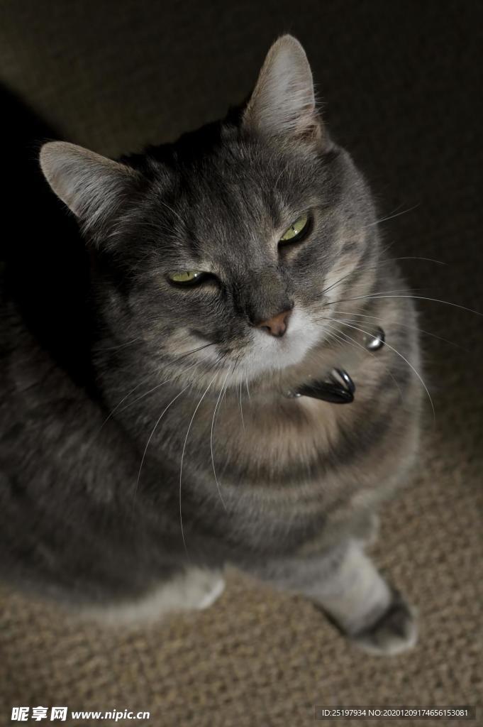 猫