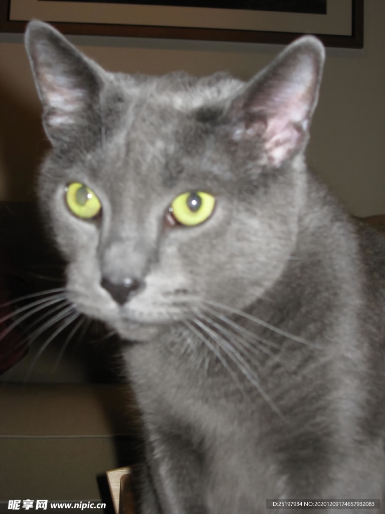 猫