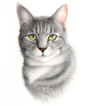 猫