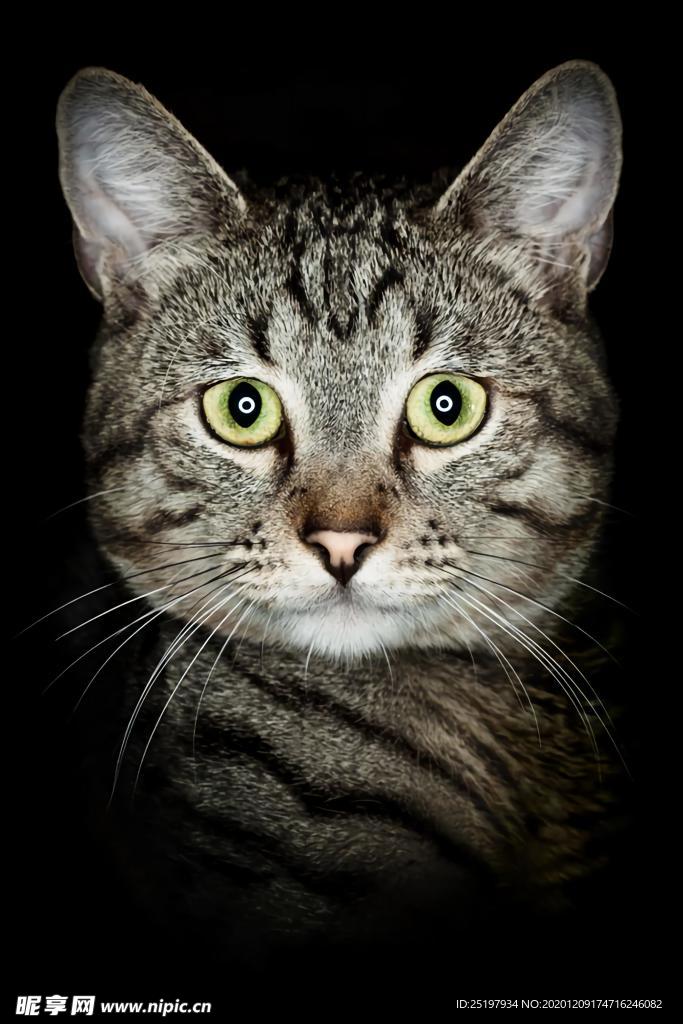 猫