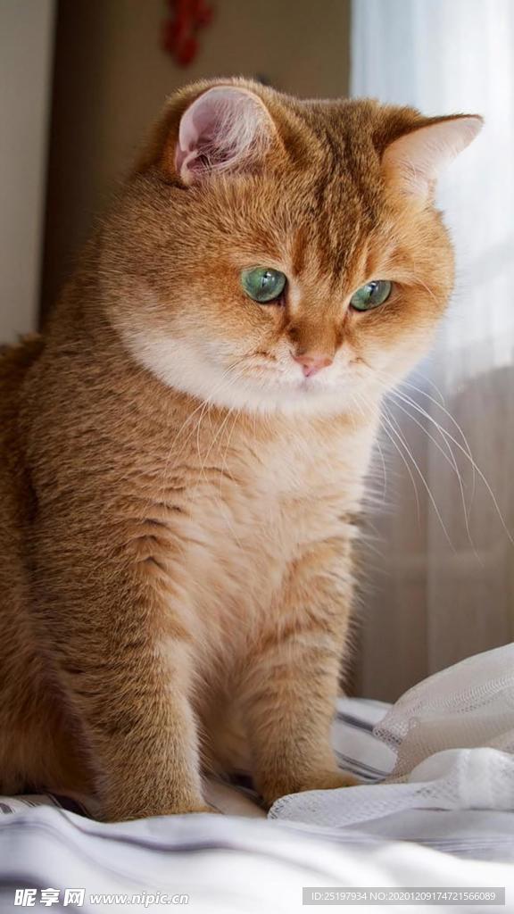 猫