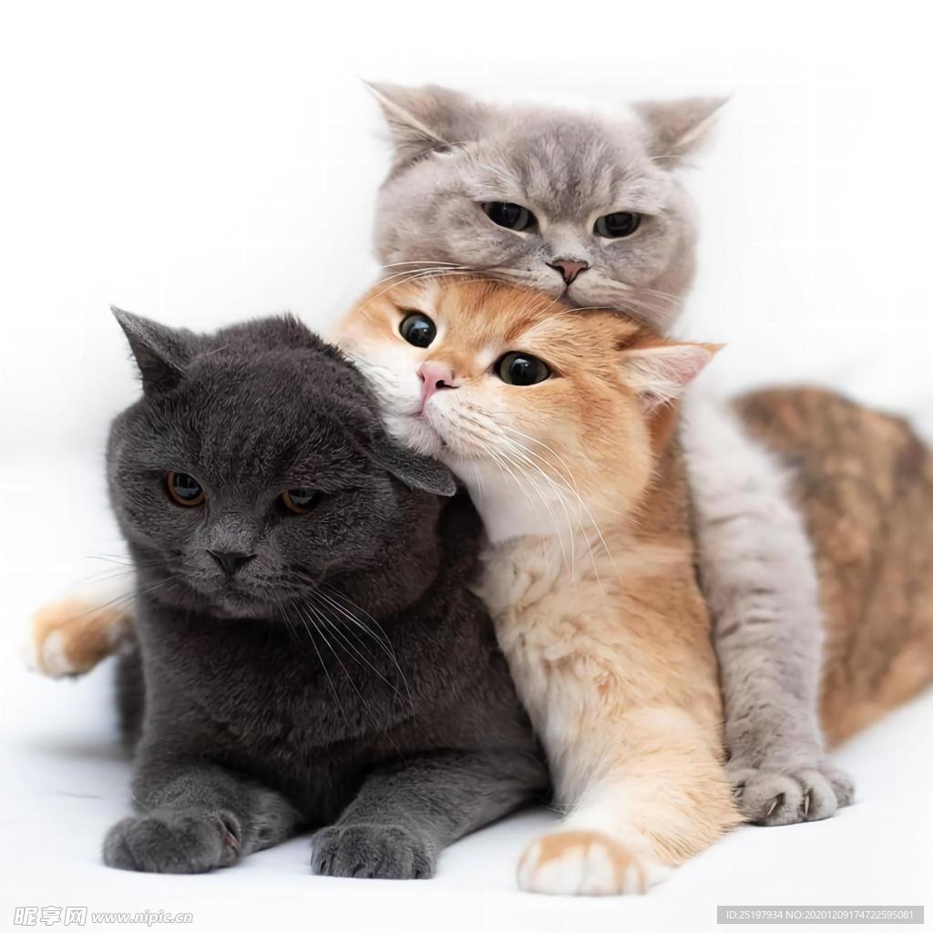 猫