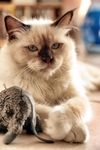 猫