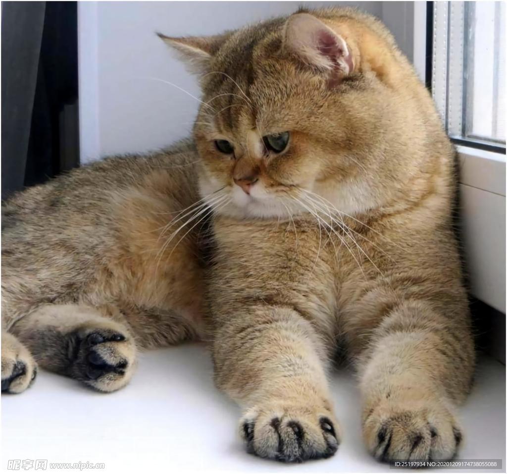 猫