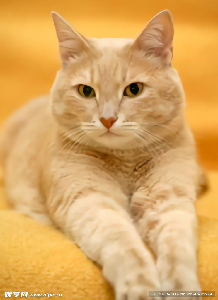 猫
