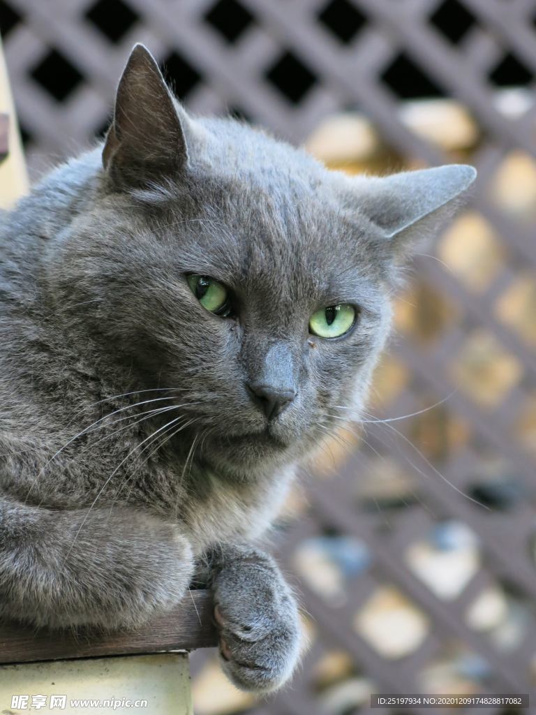 猫