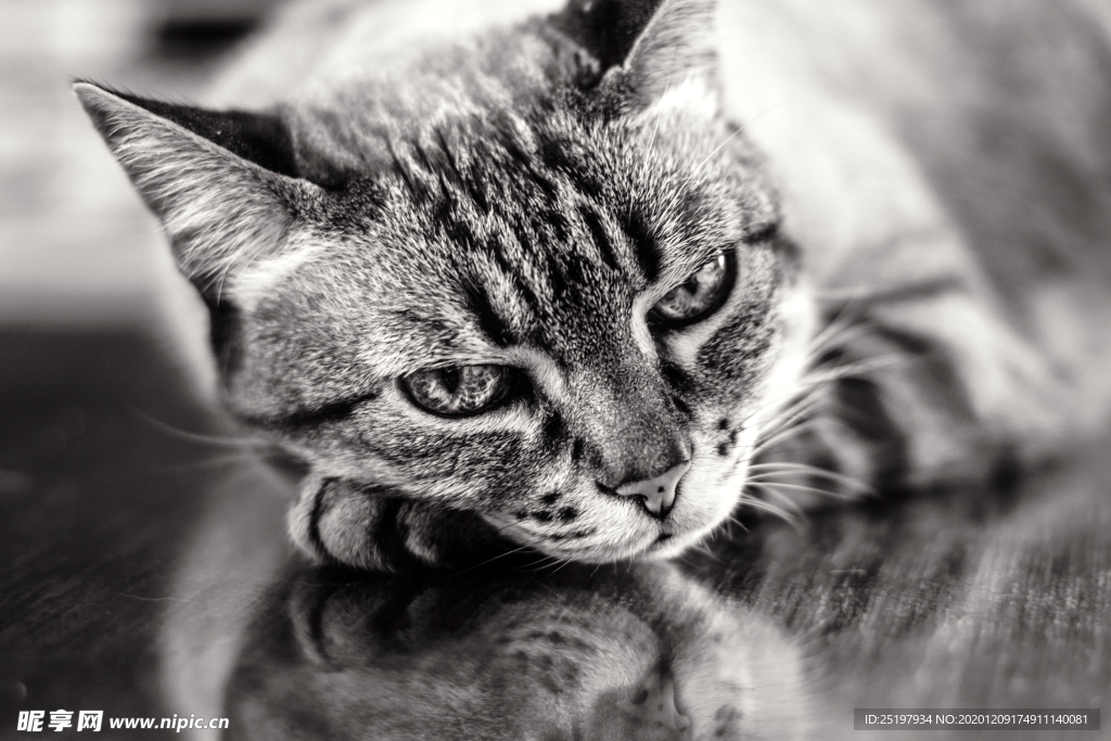 猫