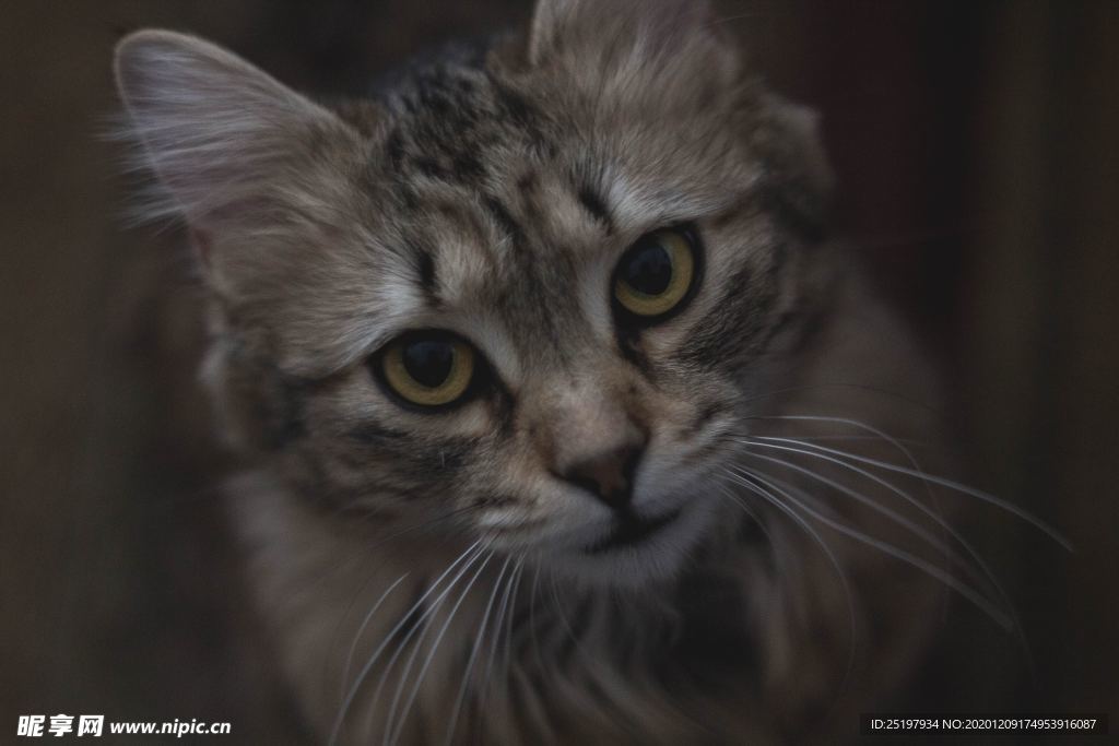 猫