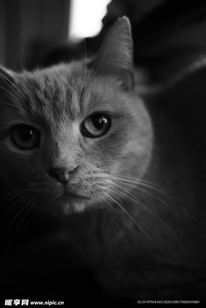 猫