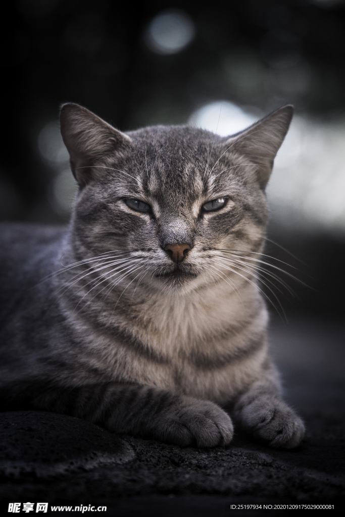 猫