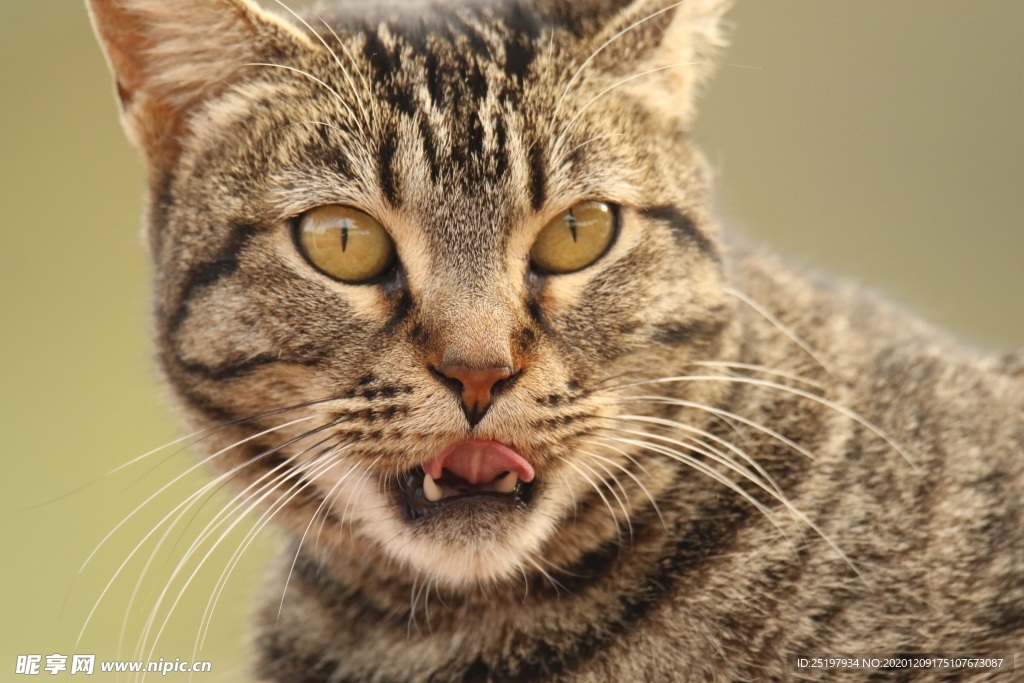 猫