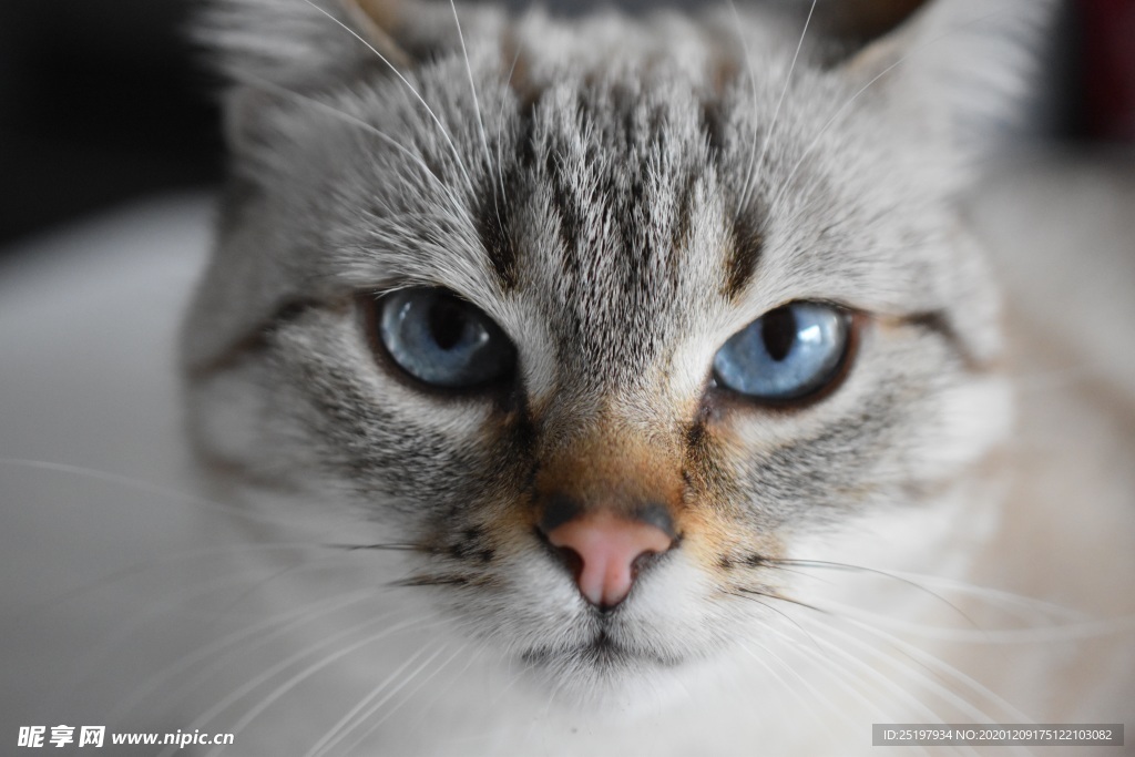 猫