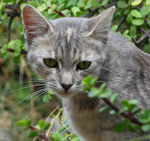 猫