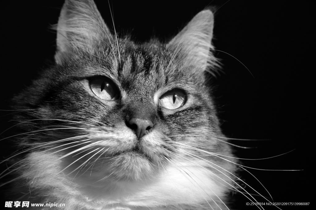 猫