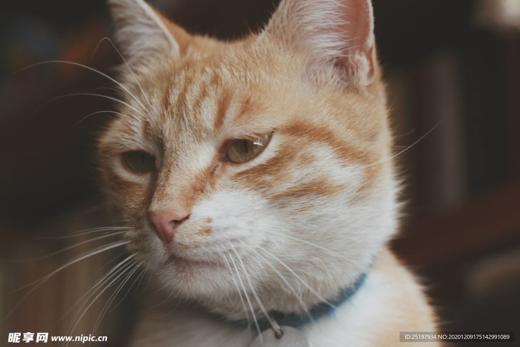 猫