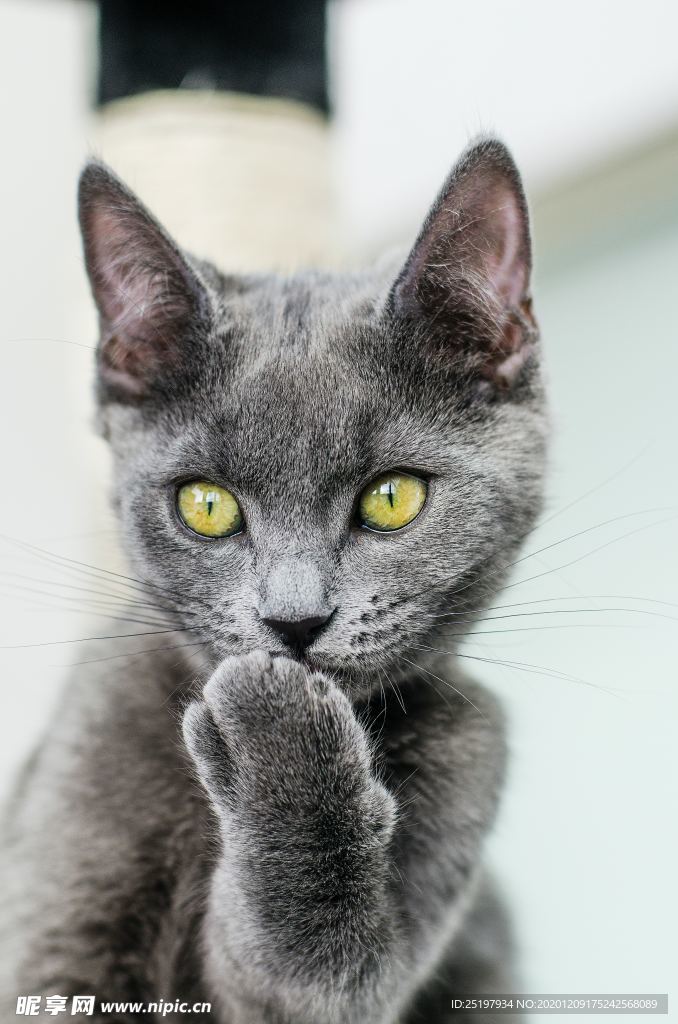 猫