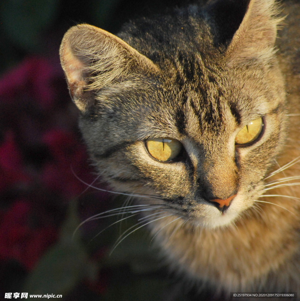 猫