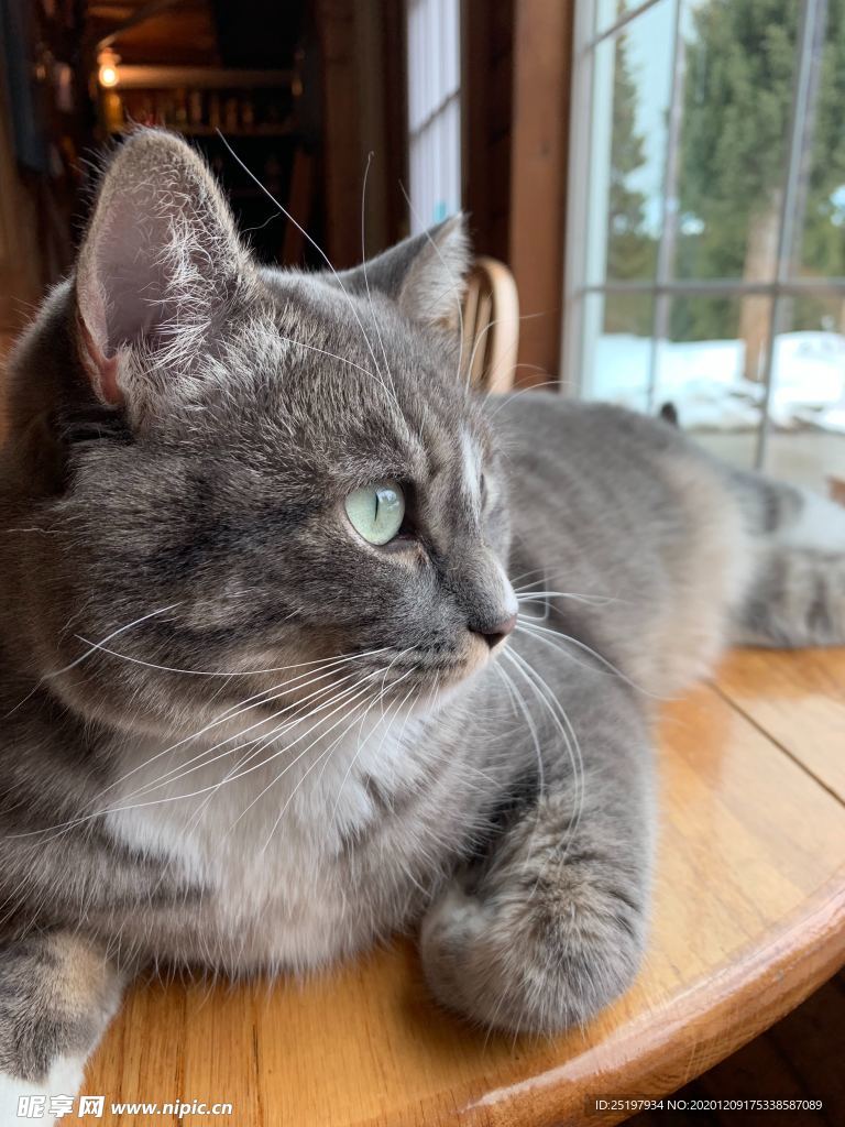 猫