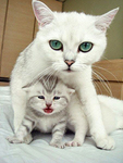 猫