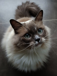 猫