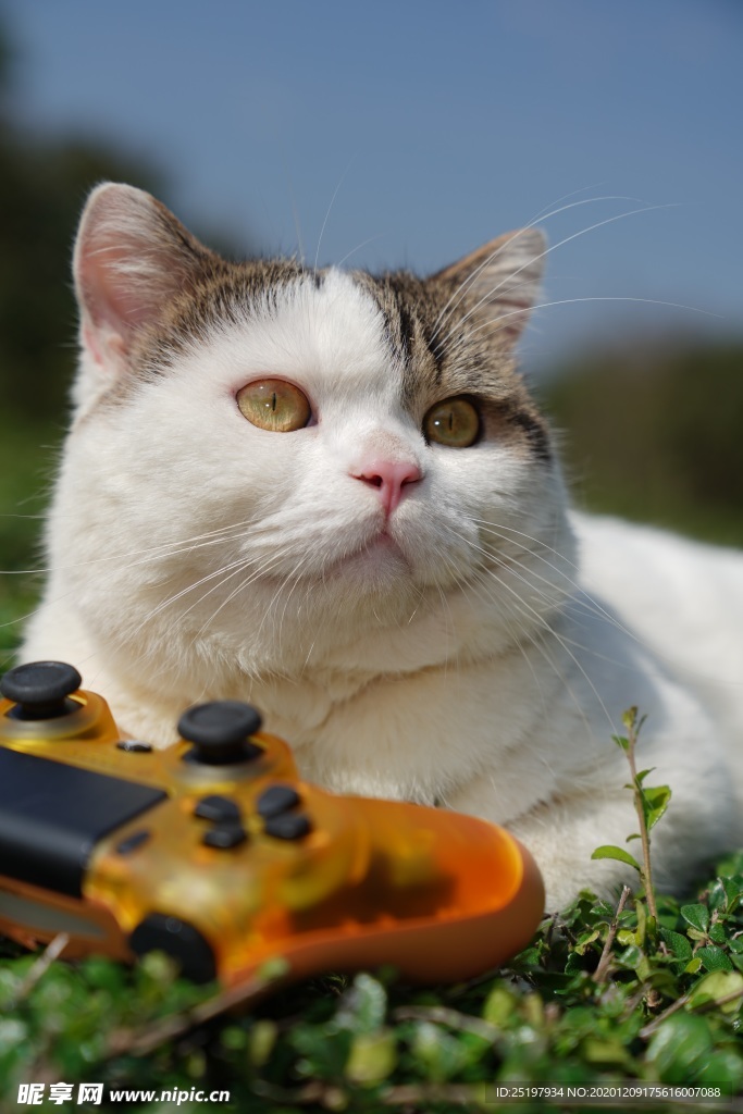 猫
