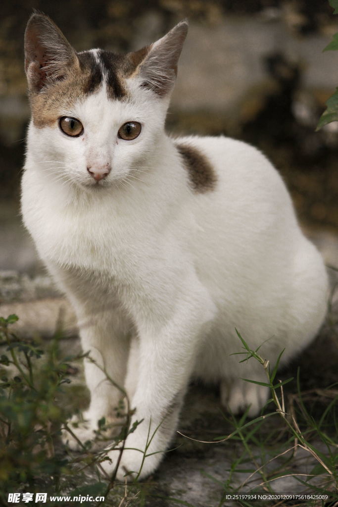 猫
